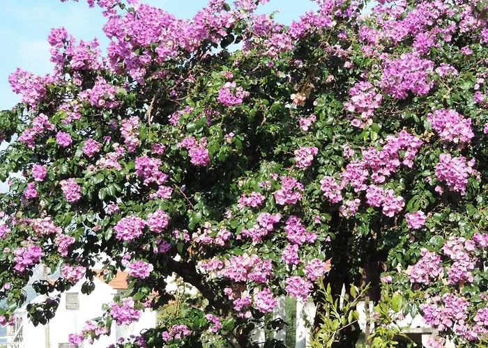 Lejlighed Dubrovnik-cavtat *