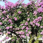 아파트 Dubrovnik-cavtat *