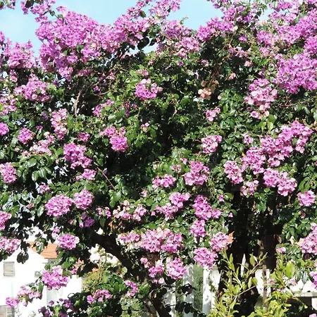 Apartment Dubrovnik-cavtat *