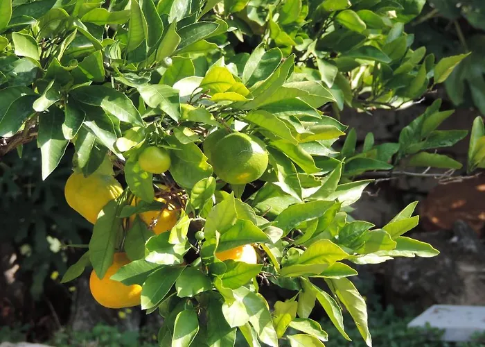 Dubrovnik-cavtat דירה קאבטאט