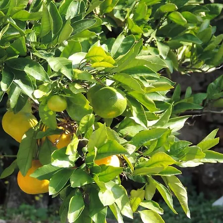 Dubrovnik-cavtat Διαμέρισμα Cavtat